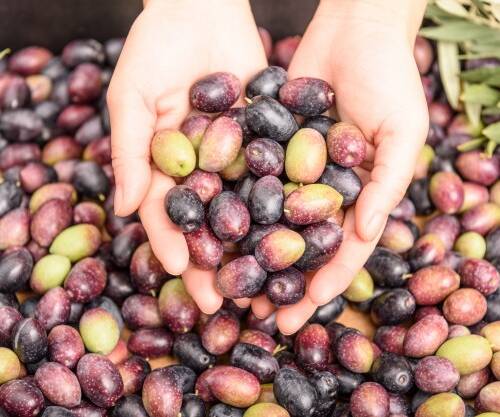 hands-holding-olives-pile-olives-background-harvest-season