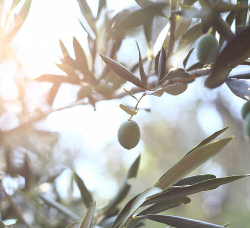 olive-tree-branch-3jpg