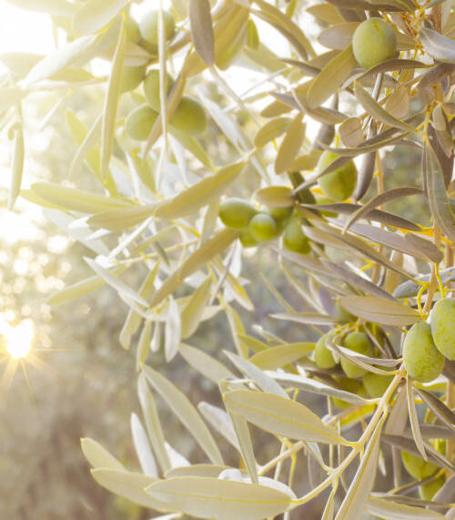 olive-tree-branch-4jpg