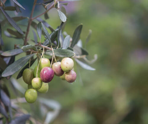 olive-tree-branch