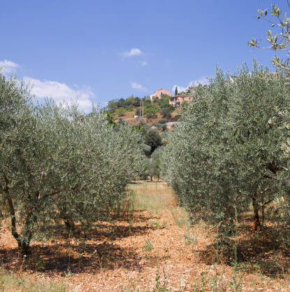 olive-trees-2