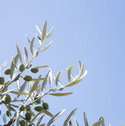 olive-trees-3