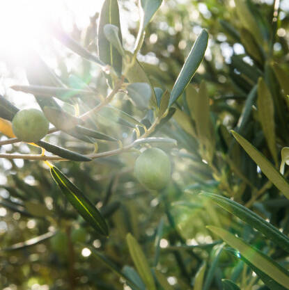 olive-trees