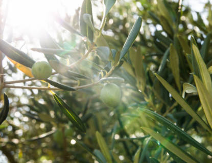 olive-trees-5
