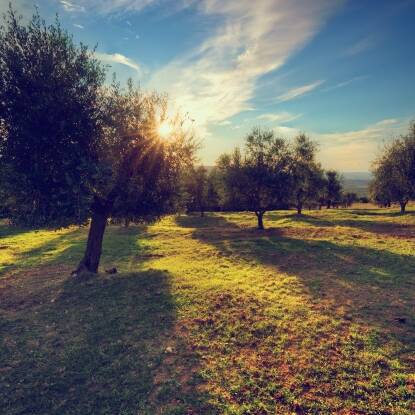 trees-planted-dirt-roads